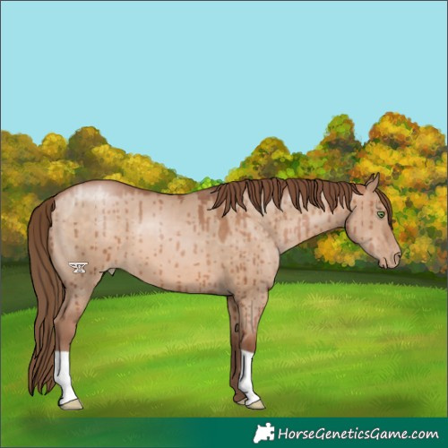 Horse Color:Brown Pearl Dun Brindle 