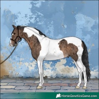 Horse Color:Brown Dun Tobiano Brindle