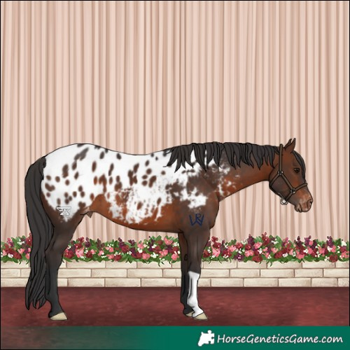 Horse Color:Brown Appaloosa