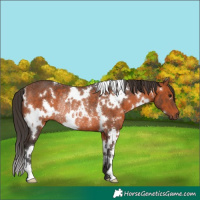 Horse Color:White Spotted Bay Rabicano 