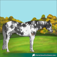 Horse Color:White Spotted Black Tobiano 
