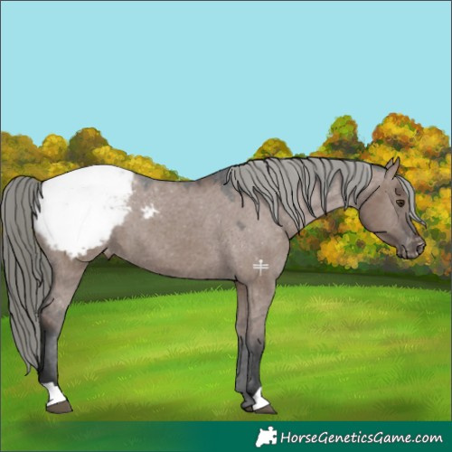 Horse Color:Liver Red Dun Mushroom Appaloosa 