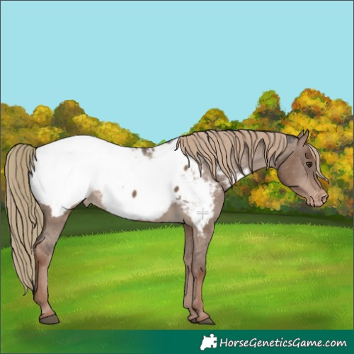 Horse Color:Liver Red Dun Appaloosa 