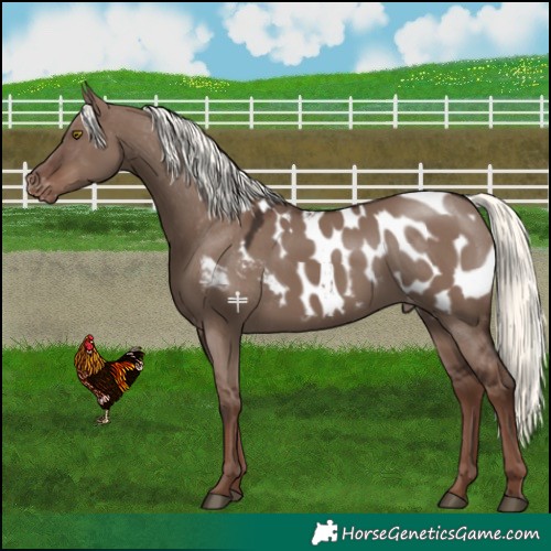 Horse Color:Liver Red Dun Mushroom Blanket 