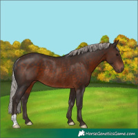 Horse Color:Silver Brown Rabicano 