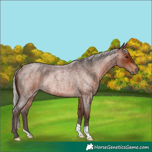 Horse Color:Silver Brown Roan Rabicano 