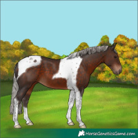Horse Color:Silver Brown Tobiano 