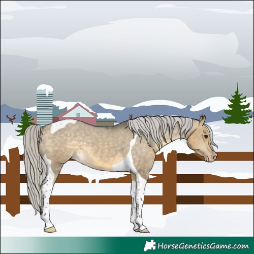 Horse Color:Silver Buckskin Dun Tobiano Appaloosa