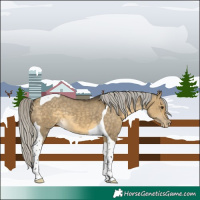 Horse Color:Silver Buckskin Dun Tobiano Appaloosa 