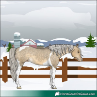 Horse Color:Silver Buckskin Dun Tobiano Appaloosa