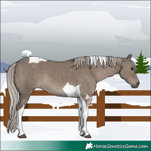 Horse Color:Silver Grullo Tobiano
