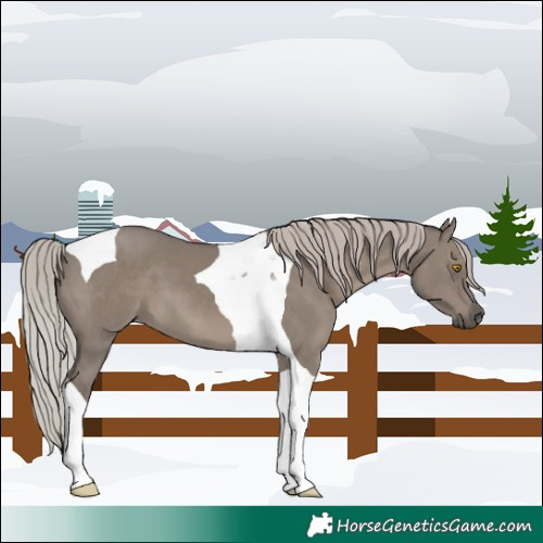 Horse Color:Silver Grullo Tobiano