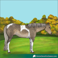 Horse Color:Silver Smoky Grullo Tobiano 
