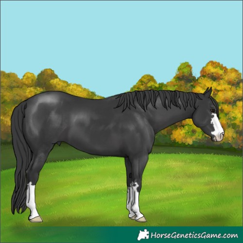 Horse Color:Black 