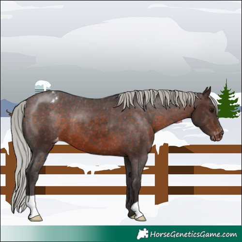 Horse Color:Silver Brown Appaloosa 