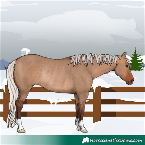 Horse Color:Silver Brown Dun Rabicano 