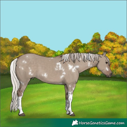 Horse Color:White Spotted Silver Grullo Tobiano 