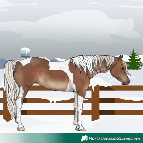 Horse Color:Silver Black Tobiano 