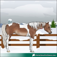 Horse Color:Silver Black Tobiano