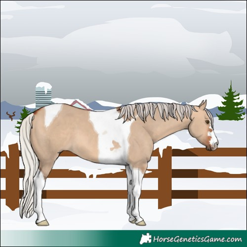 Horse Color:Silver Bay Dun Tobiano 