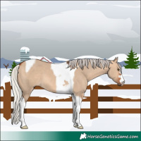 Horse Color:Silver Bay Dun Tobiano 