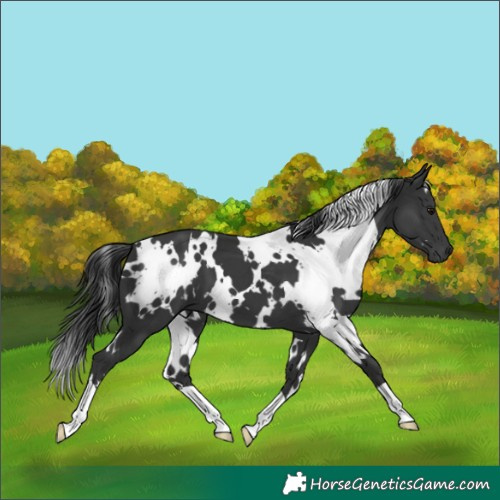 Horse Color:White Spotted Black 