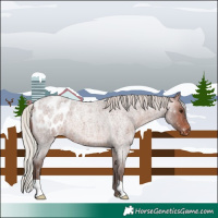 Horse Color:Silver Brown Roan Appaloosa