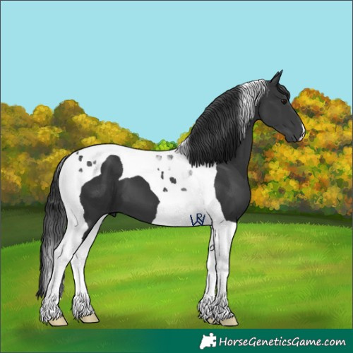 Horse Color:Black Tobiano 