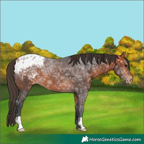 Horse Color:Bay Ice Blanket 