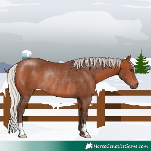 Horse Color:Silver Bay Rabicano