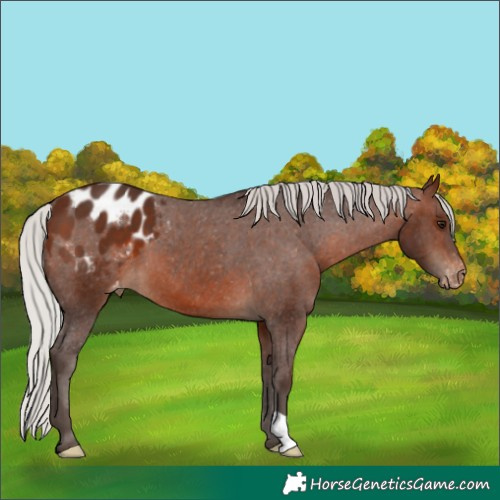 Horse Color:Silver Brown Appaloosa