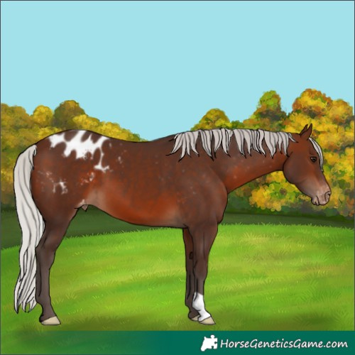Horse Color:Silver Brown Appaloosa 