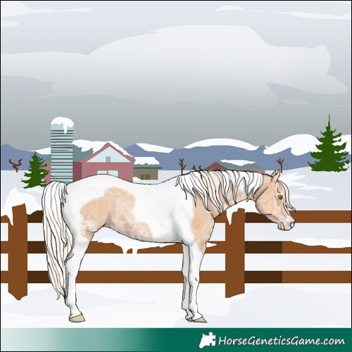 Horse Color:Silver Classic Champagne Ice Tobiano Rabicano 