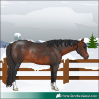 Horse Color:Bay Rabicano 