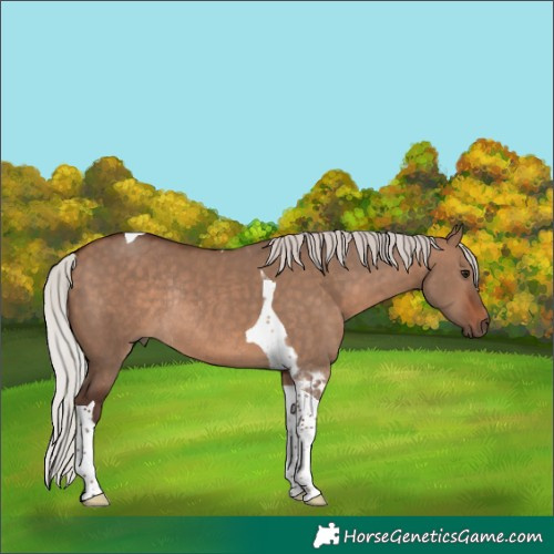 Horse Color:Silver Brown Dun Tobiano Rabicano 