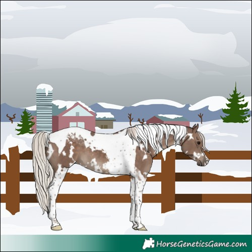 Horse Color:White Spotted Silver Black Tobiano 