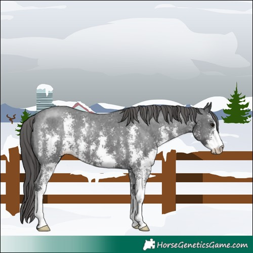 Horse Color:Black Sabino Appaloosa