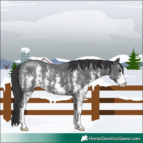 Horse Color:Black Sabino Appaloosa 