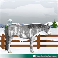 Horse Color:Black Sabino Appaloosa