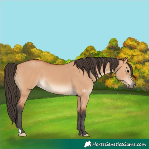 Horse Color:Bay Dun 