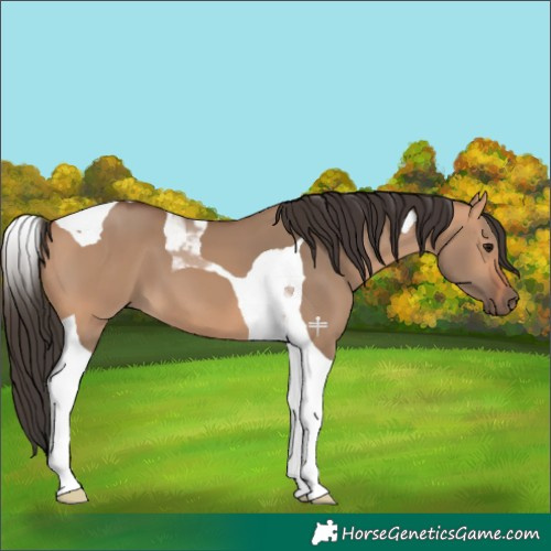 Horse Color:Bay Dun Tobiano 