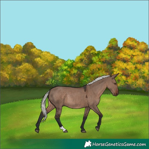 Horse Color:Liver Red Dun Mushroom Rabicano