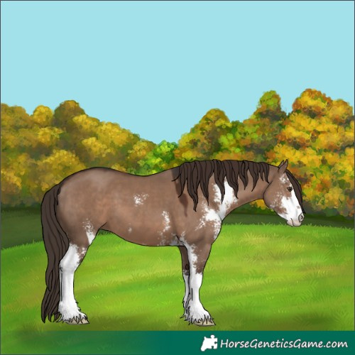 Horse Color:Liver Red Dun Sabino 