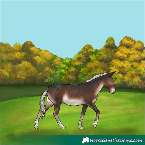 Horse Color:Liver Chestnut Mushroom Rabicano 