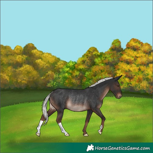 Horse Color:Liver Chestnut Mushroom Rabicano 