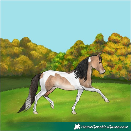 Horse Color:Bay Dun Tobiano Rabicano