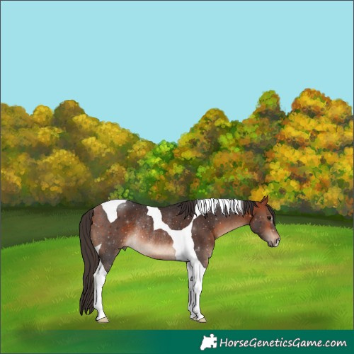 Horse Color:Bay Tobiano Rabicano