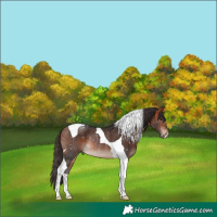 Horse Color:Bay Tobiano Rabicano 