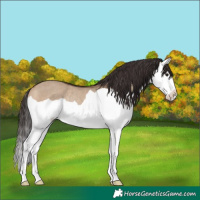 Horse Color:Bay Dun Splash Rabicano