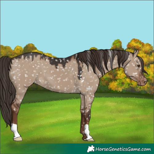 Horse Color:Liver Red Dun Snowflake Varnish 